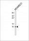 RPL39 Antibody